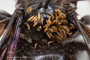 Media type: image;   Entomology 810644 Aspect: Pronotum dorsal